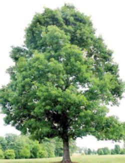 Illinois State Native Tree: White Oak (Fagaceae Quercus alba)