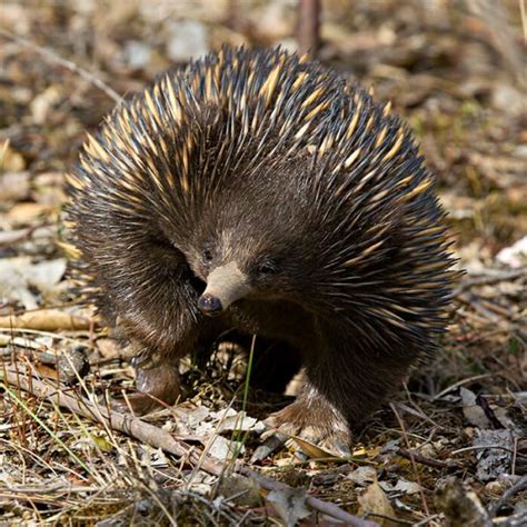 Short-Beaked Echidna - Facts, Diet, Habitat & Pictures on Animalia.bio ...