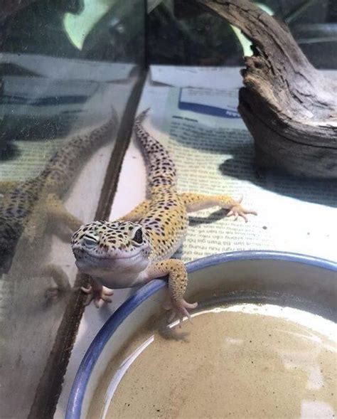 Leopard Gecko and Water: 15 Things You Should Know