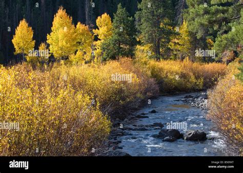 Idaho. Beautiful fall colors in autumn in the mountains Stock Photo - Alamy