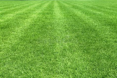 The Area of a Football Field with Natural Grass Stock Photo - Image of ...