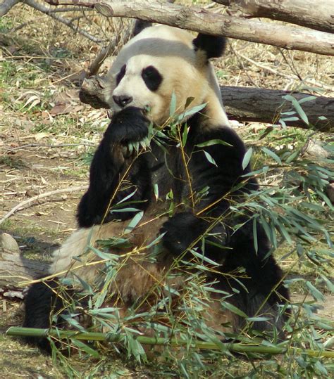 File:Giant Panda Washington DC.JPG - Wikipedia, the free encyclopedia