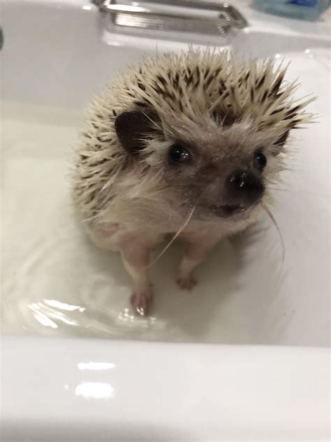 MY HEDGEHOG TAKING A BATH : r/Hedgehog