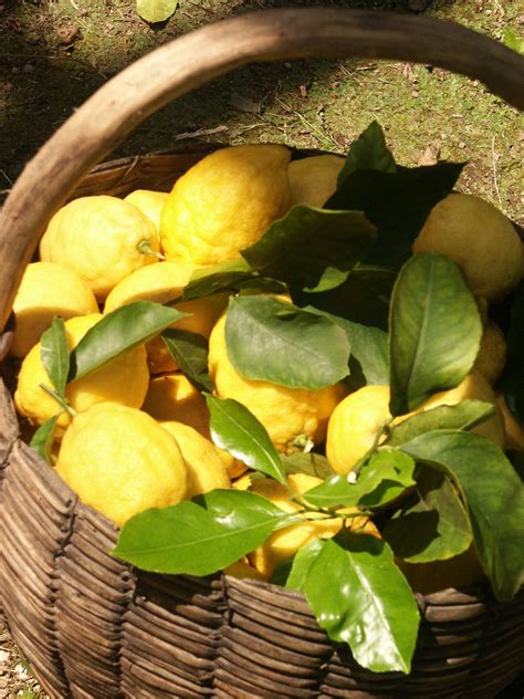 beautiful sorrento lemons Lemon Cakes, Citrus Fruits, Lemon Drop, Lemon ...