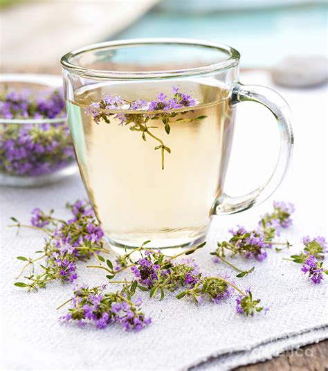 Fresh Thyme Tea Photograph by Elena Elisseeva