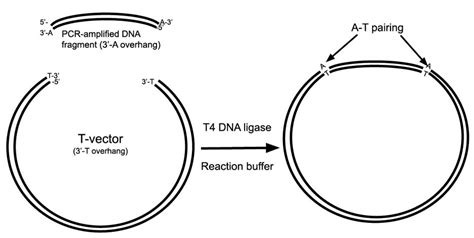 TA Cloning - Laboratory Notes