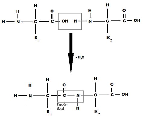 2 Peptide Bond Formation | Download Scientific Diagram