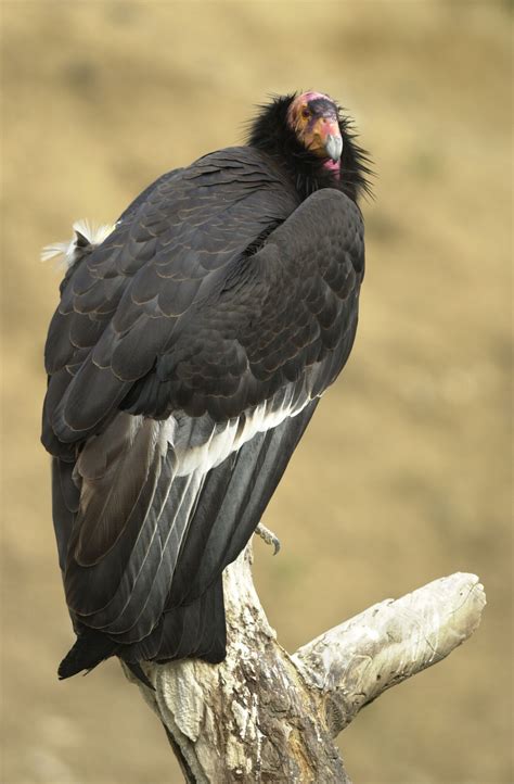 California Condor Facts | New World Vultures | Endangered Animals