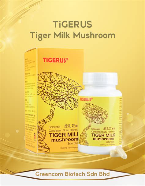 TiGERUS Tiger Milk Mushroom