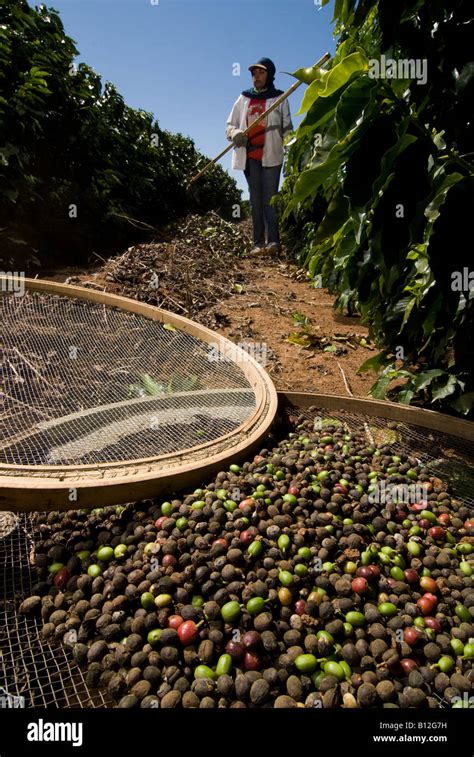 Coffee Harvest Brazil High Resolution Stock Photography and Images - Alamy