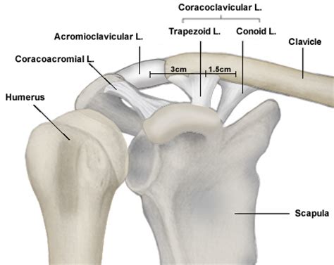 Acromioclavicular Joint - Shoulder & Elbow - Orthobullets