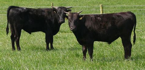 Wagyu cattle | Aleatória