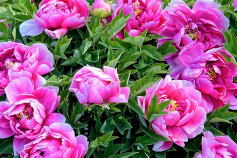 Peony Garden stock photo. Image of scenery, flowering - 217550438