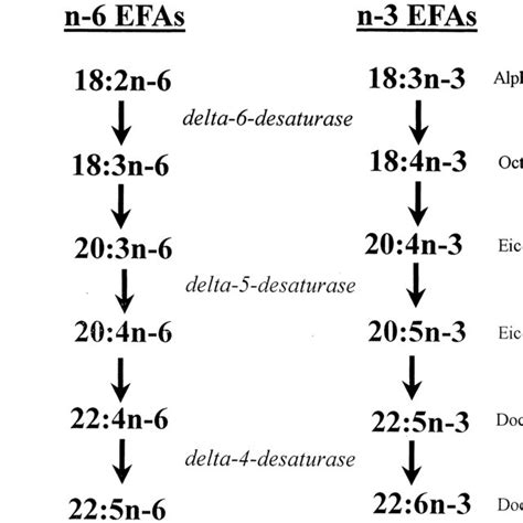 Metabolism of the essential fatty acids: linoleic and alpha-linolenic ...