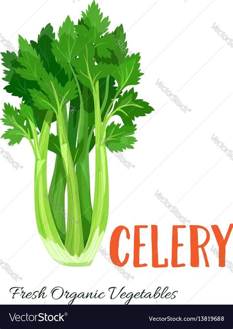 Celery vegetable vector image on VectorStock | Vegetables, Celery, Vegetable illustration