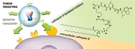 Scientific Graphical Abstracts – Everything You Should Know – Visual ...