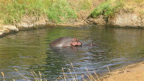 Hippopotamus Mating in the Water, Stock-video (100 % royaltyfri ...