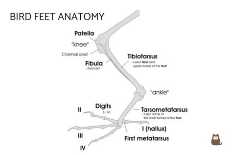 Types of Bird Feet - Bird Talons and Claws