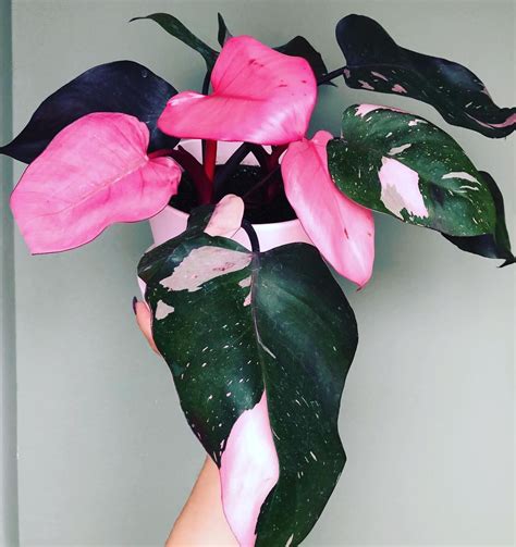 Philodendron Pink Princess Grow & Care - Philodendron Plant