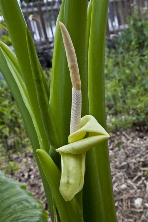 Spathe of a Giant Taro Flower | ClipPix ETC: Educational Photos for Students and Teachers