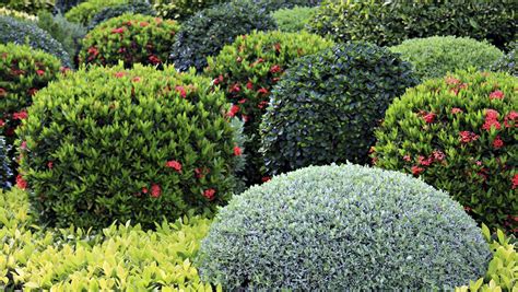 12 Favorite Cold Zone Shrubs | Grow Beautifully | Landscaping shrubs, Shrubs for landscaping ...