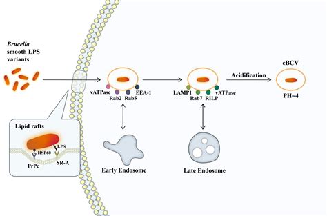 Frontiers | The mechanism of chronic intracellular infection with Brucella spp.