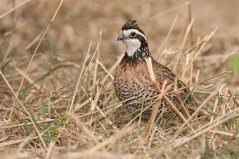 Learn to improve quail habitat at SCDNR seminar - Carolina Sportsman