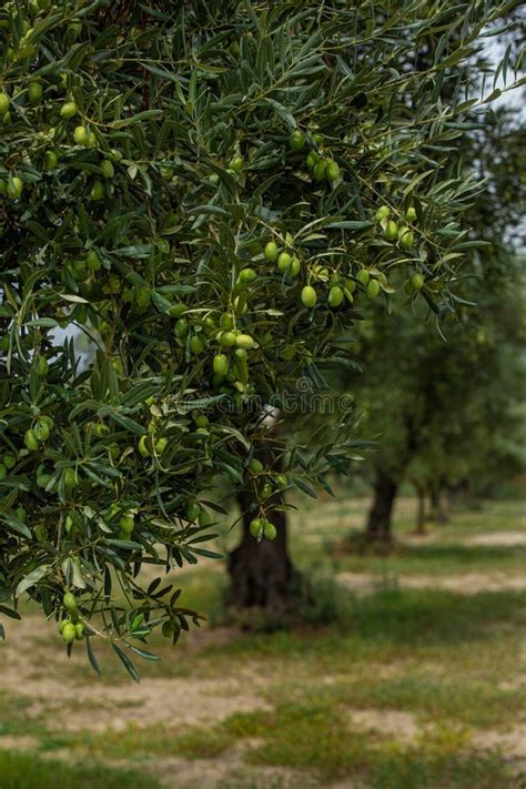 Olive trees garden stock photo. Image of mountain, cosmetic - 162976660