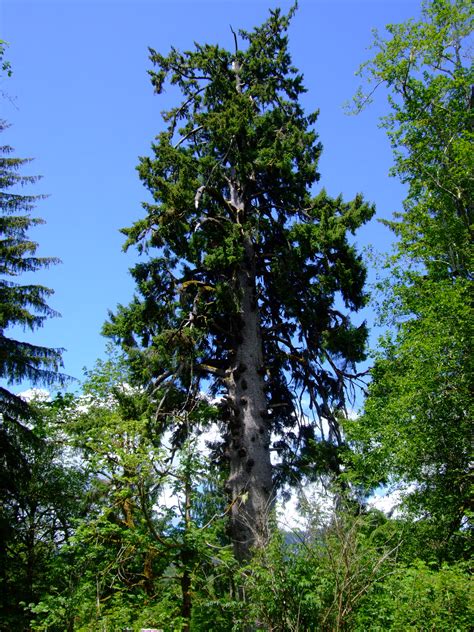 Sitka Spruce, Picea sitchensis | Native Plants PNW