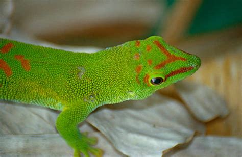 Madagascar Giant Day Gecko - Reptile Range