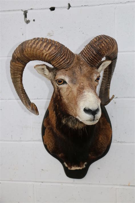 Mouflon Sheep Head Mount – P&D International Furtraders