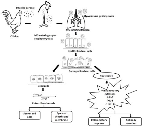 Vaccines | Free Full-Text | Infection, Transmission, Pathogenesis and Vaccine Development ...