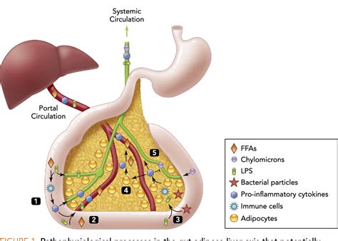 Figure 1 from The gut-adipose-liver axis in the metabolic syndrome ...