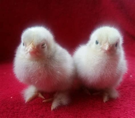 Pekin Bantam baby chicks chickens | in Yardley, West Midlands | Gumtree