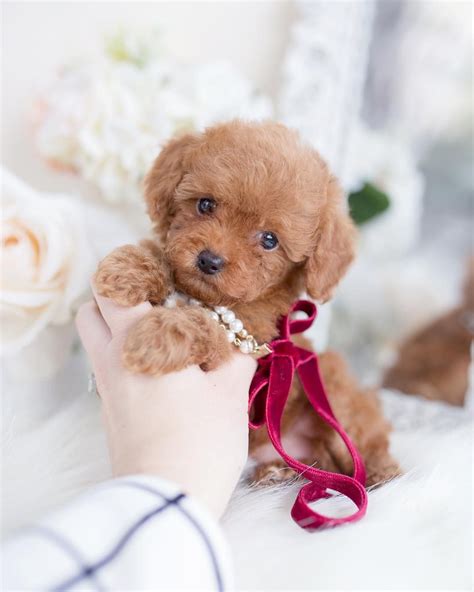 25 Teddy Bear Dog Breeds - Shichon, Morkie, Cockapoo | Toy poodle puppies, Teddy bear dog ...