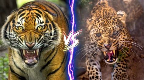 Tiger VS Jaguar in 2022 | Tiger, Jaguar, Animal tv