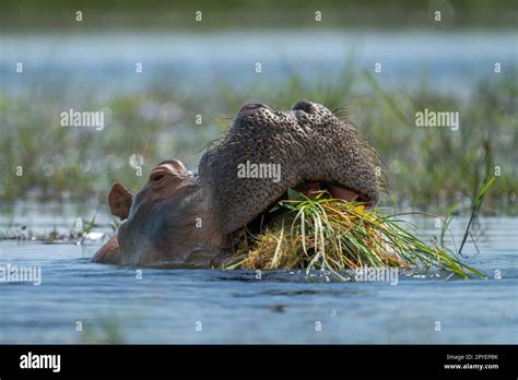 Hippo eats grass in river in sunshine Stock Photo - Alamy