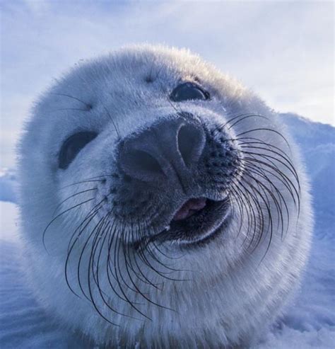 Because I'm Happy - 13 Pictures of Smiling Seals - ViewKick