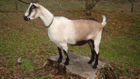 Alpine Goat - Breeds List