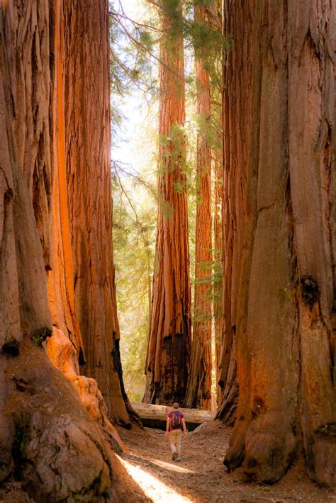 How to Spend a Few Days in Sequoia & Kings Canyon National Park — noahawaii