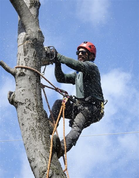 Advanced Tree Felling Techniques - Mr Tree Service of Fairfield