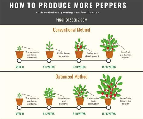 Growing Pepper Plants + 6 Week Fertilizer & Pruning Plan