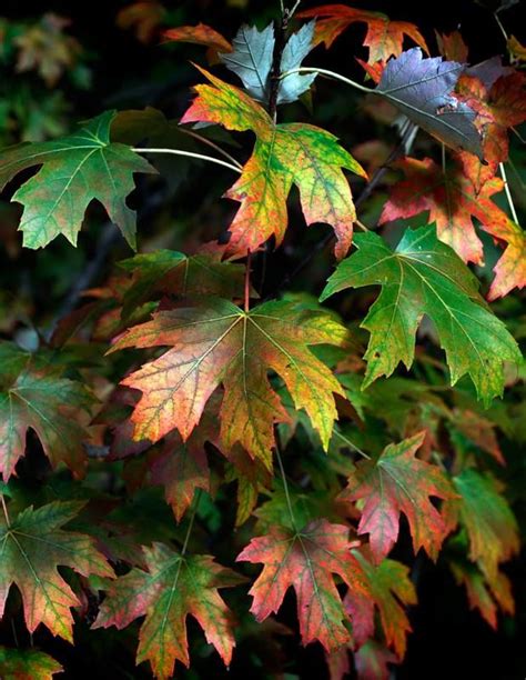 Fall color at the Morton Arboretum Morton Arboretum, Flowering Trees, Topiary, Secret Garden ...