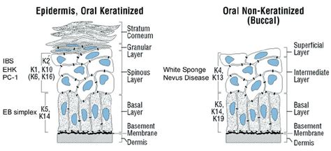 Stratified Squamous Keratinized Epithelium Labeled