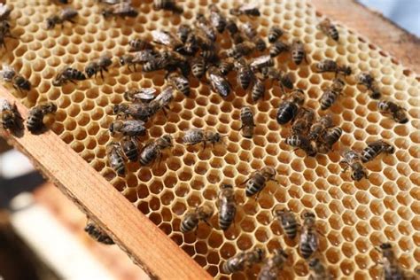 Honey-Apiculture Sector