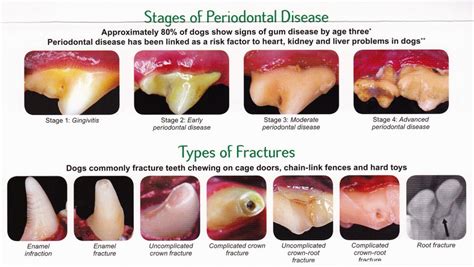 Common Dog Tooth Problems To Watch Out For - Ruby Cavalier King Charles Spaniel