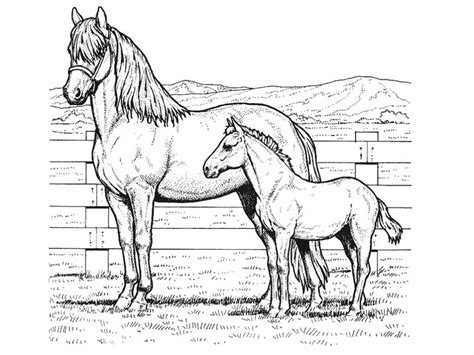 Horse and Pony Realistic Coloring Page Horse Adult Coloring, Horse Coloring Books, Farm Animal ...