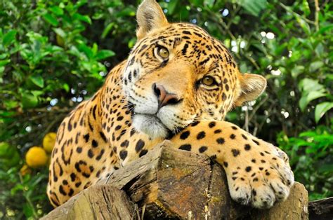 A close up of the head of an adult jaguar in the amazon rainforest ...