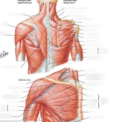 Muscles of the Scapula Diagram | Quizlet