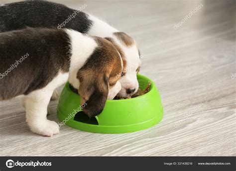 Cute beagle puppies eating food from bowl at home Stock Photo by ...